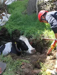Mardin'de kuyuya düşen inek kurtarıldı