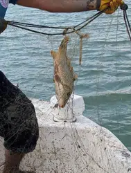 Isparta'da kaçak avcılık operasyonu : 7 çuval ağ ele geçirildi