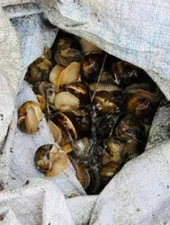 Bolu'da kaçakçılık operasyonu : 16 kilogram salyangoz yakalandı