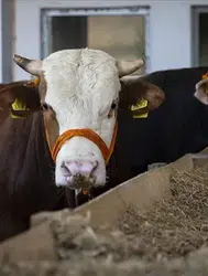 2026 Kurbanlık Fiyatları Ne Kadar? Edirne Ziraat Odası Açıkladı