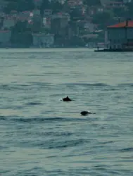 İstanbul Boğazı'nda yunuslar görülmeye başladı