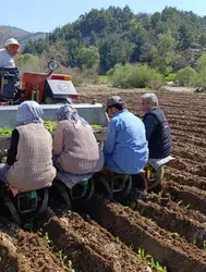 Selendi'de tarım işçilerinin yevmiyesi belli oldu : Günlük 1400 TL