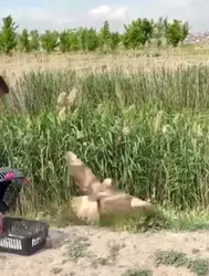 Iğdır'da yaralı bulunan şahin tedavi edilerek doğaya salındı