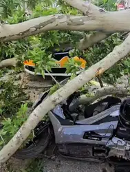 Bursa'da devrilen ağacın altında kalan motosiklet sürücüsünün durumu ağır