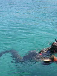 Muğla Bodrum'da deniz dibi temizliği : 260 kilogram atık çıkarıldı