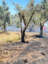 İzmir Bayındır'da seralara sıçrayan yangın ekiplerin müdahalesiyle kontrol altına alındı