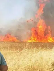 Şanlıurfa'da 50 dönümlük buğday tarlası küle döndü