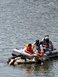 Bursa'da baraj gölünde bulunan büyükbaş hayvan ölüsü ekipleri harekete geçirdi