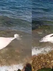 Kınalıada'da ölü yunus balığı sahile vurdu