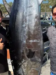 İzmir Sığacık açıklarında 260 kilogramlık orkinos yakalandı