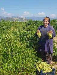 Gaziantep İslahiye'de üzüm hasadı başladı