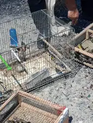 Kahramanmaraş'ta kaçak saka kuşu operasyonu : 175 kuş kurtarıldı