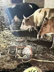 Nevşehir'de inek sağarken elektrik akıma kapılan kadın öldü