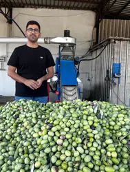 İzmir'deki Zeytin Üreticileri, Artan Maliyetler ve Düşen Fiyatlar Nedeniyle Zarar Ediyor mu?