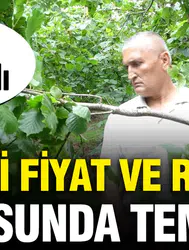 Giresun'da Fındık Hasadı Başladı: Kilo Fiyatında Beklentiler Neler ?