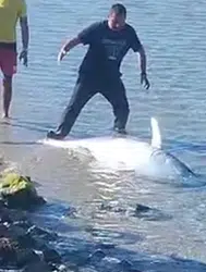Ayağına gelen dev kısmet: Kuşadası’nda dev Orkinos kıyıya vurdu