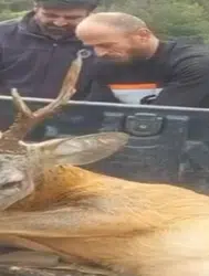 Bolu’da Yol Kenarında Yaralı Ceylan Bulundu: Nasıl Kurtarıldı?