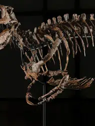Dinozor Fosili Açık Artırmada 47,3 Milyon Dolara Alıcı Buldu