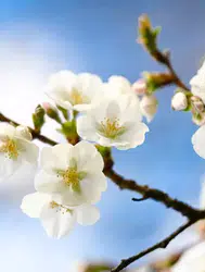 Nevruz Bayramı ne zaman, hangi ayda ve resmi tatil olacak mı?