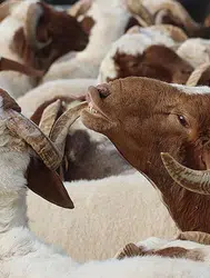 2026 Kurban Bayramı Ne Zaman Başlayacak ve Arefe Günü Hangi Tarihe Denk Geliyor?