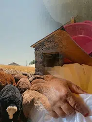 Ağrılı üreticiler yaz mevsiminde koyun sütünü ekonomiye nasıl kazandırıyor?