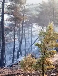 Marmaris iki gündür yanıyor! Orman yangınına havadan müdahale devam ediyor
