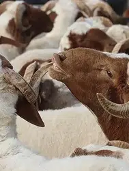 TİGEM küçükbaş hayvan satışı ne zaman gerçekleşecek? İhale hangi tarihte gerçekleşecek?