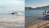 Datça'da köpek balıkları görüldü!