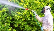 Pestisit nedir? Pestisitlerin insan sağlığına zararları nelerdir?
