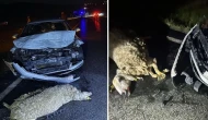 Siverek'te korkunç kaza: Otomobil koyun sürüsüne çarptı! 3 yaralı, 4 koyun telef oldu