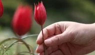 Bu çiçeği koparmanın bedeli tam 557 bin TL!