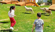 Eskişehir’de ezber bozan proje: Anaokulunda kuzularla eğitim dönemi başladı