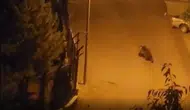 Ankara'da aç ayı sokak sokak gezdi! İşte o anlar