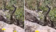 Elazığ’da tüyler ürperten anlar! Videoya çektiği yılan birden saldırdı