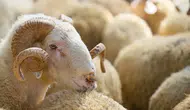 Kurban keserken besmele ve dua okumanın dini hükmü nedir? İşte kurban keserken okunacak dua!
