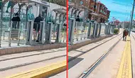 Tramvay raylarında başıboş at sürprizi! Eskişehir'de şaşkına çeviren anlar kamerada