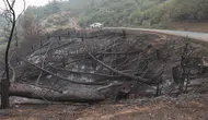 Sakarya orman yangınında alevlerin arasında kalan kadın böyle kurtarıldı!