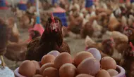 TÜİK açıkladı: Tavuk eti üretimi rekor kırdı, yumurta geriledi!