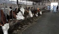 Tarım ve Orman Bakanlığı’ndan şap hastalığı açıklaması