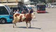 Manisa'da mezbahadan kaçan inek otogarı birbirine kattı
