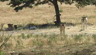 Ankara Yenimahalle’de sahipsiz köpek dehşeti: Aynı noktada ikinci olay!