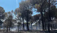 İzmir'de anız yangını ormana sıçradı: 16 hektar kül oldu