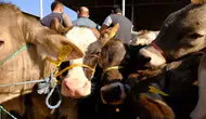 Hayvan pazarları ne zaman açılacak? Bakanlık açıkladı!