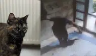 Başakşehir’de vahşet! Kediyi canice katleden Burak Alan tutuklandı
