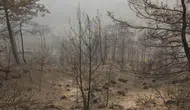 Sakarya'da yanan ormanda erkek cesedi bulundu