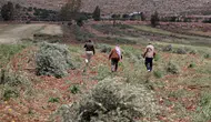 Batı Şeria’da İsrailli işgalciler Filistinlilerin zeytin ağaçlarına saldırdı!