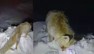 Yüksekova'da tilki ayakta dona kaldı