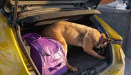 Narkotik köpeği Pera, bagaj altındaki gizli bölmeyi tespit etti!