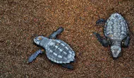 15 günde 7 deniz kaplumbağası kıyıya vurdu