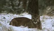 Yürütüş yapan kadın, puma saldırısında hayatını kaybetti